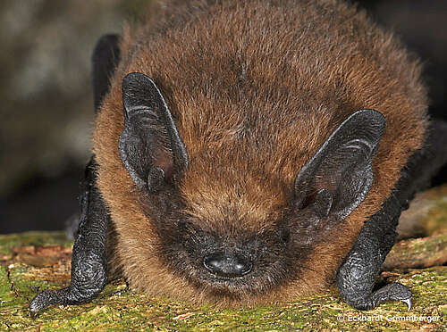 pipistrellus