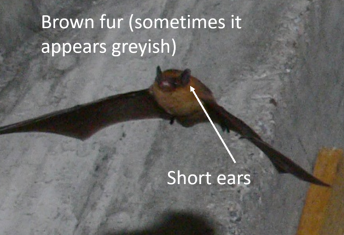 pipistrellus