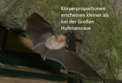 hipposideros