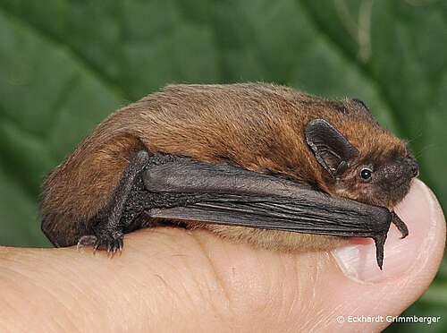 pipistrellus