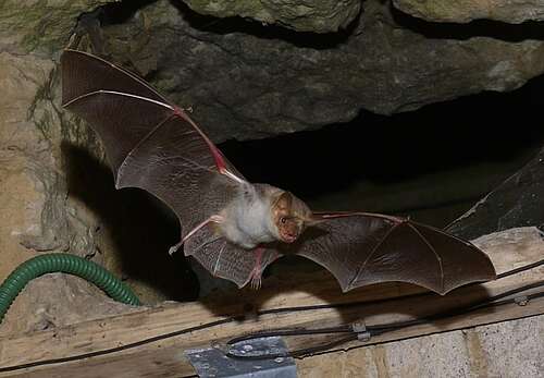 myotis