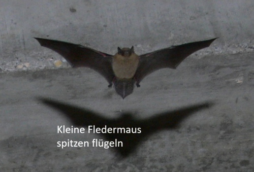 pipistrellus