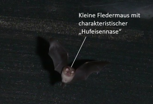 hipposideros