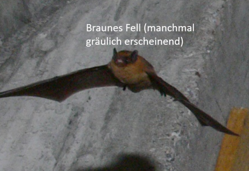 pipistrellus