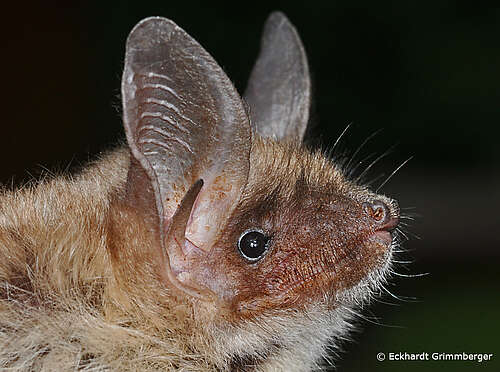 myotis