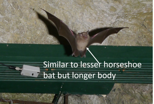 hipposideros
