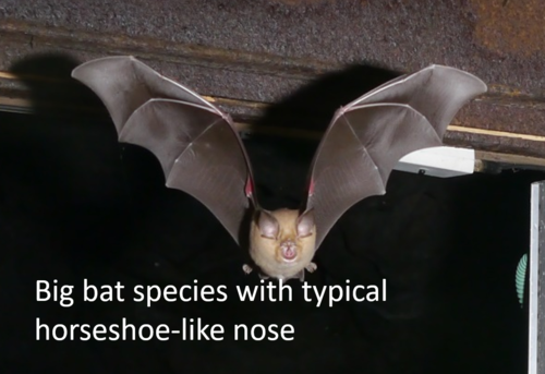 hipposideros