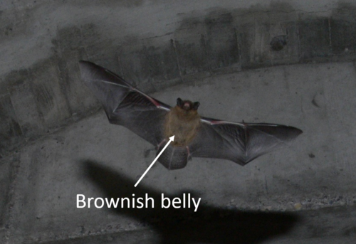 pipistrellus