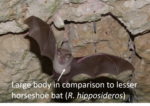 hipposideros