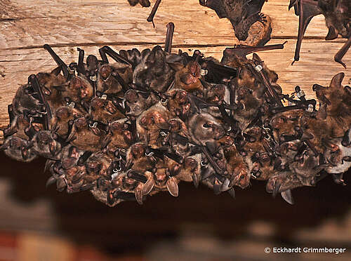 myotis