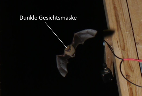 pipistrellus