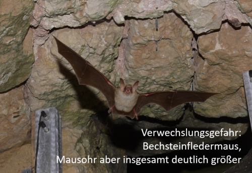 myotis